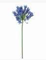 Agapanthus 75 cm blauw